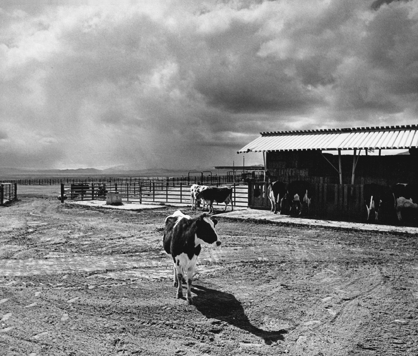 A cow stands in the middle of a cow pen in a vast desert. Other cows are seen by a pen in the background.