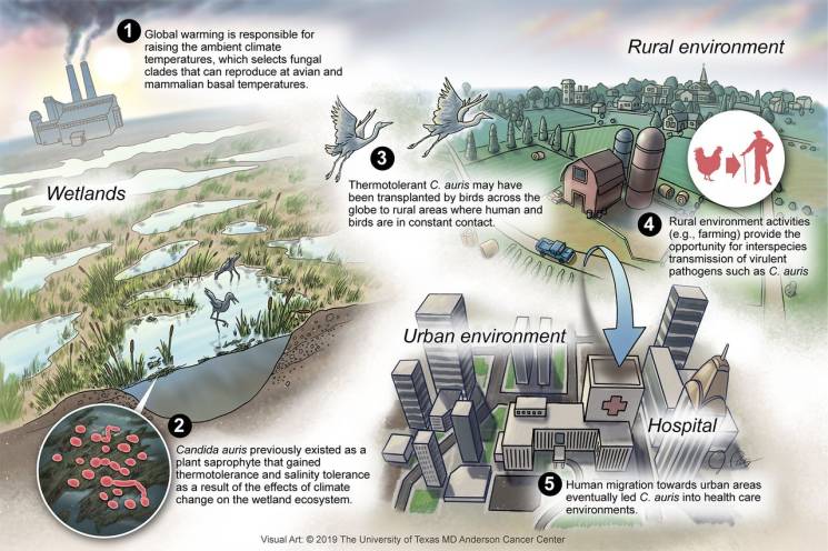 Theories on the emergence of Candida auris.