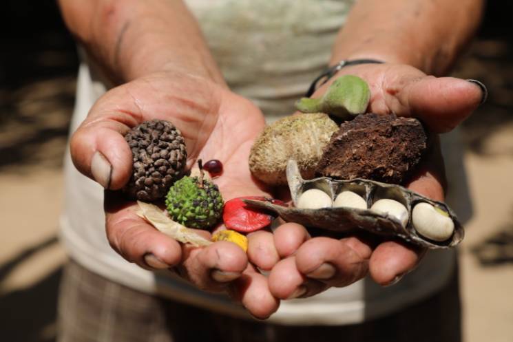 A Living Seed Bank Is Preserving the Amazon's Incredible Plants | Outrider