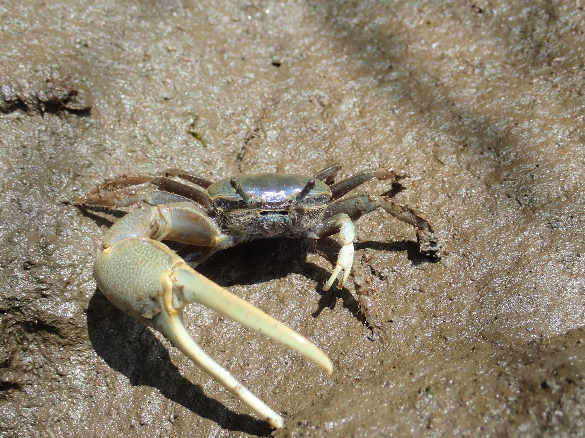 How a Thumb-Sized Climate Migrant With a Giant Crab Claw is Disrupting the  Northeast's Great Marsh Ecosystem