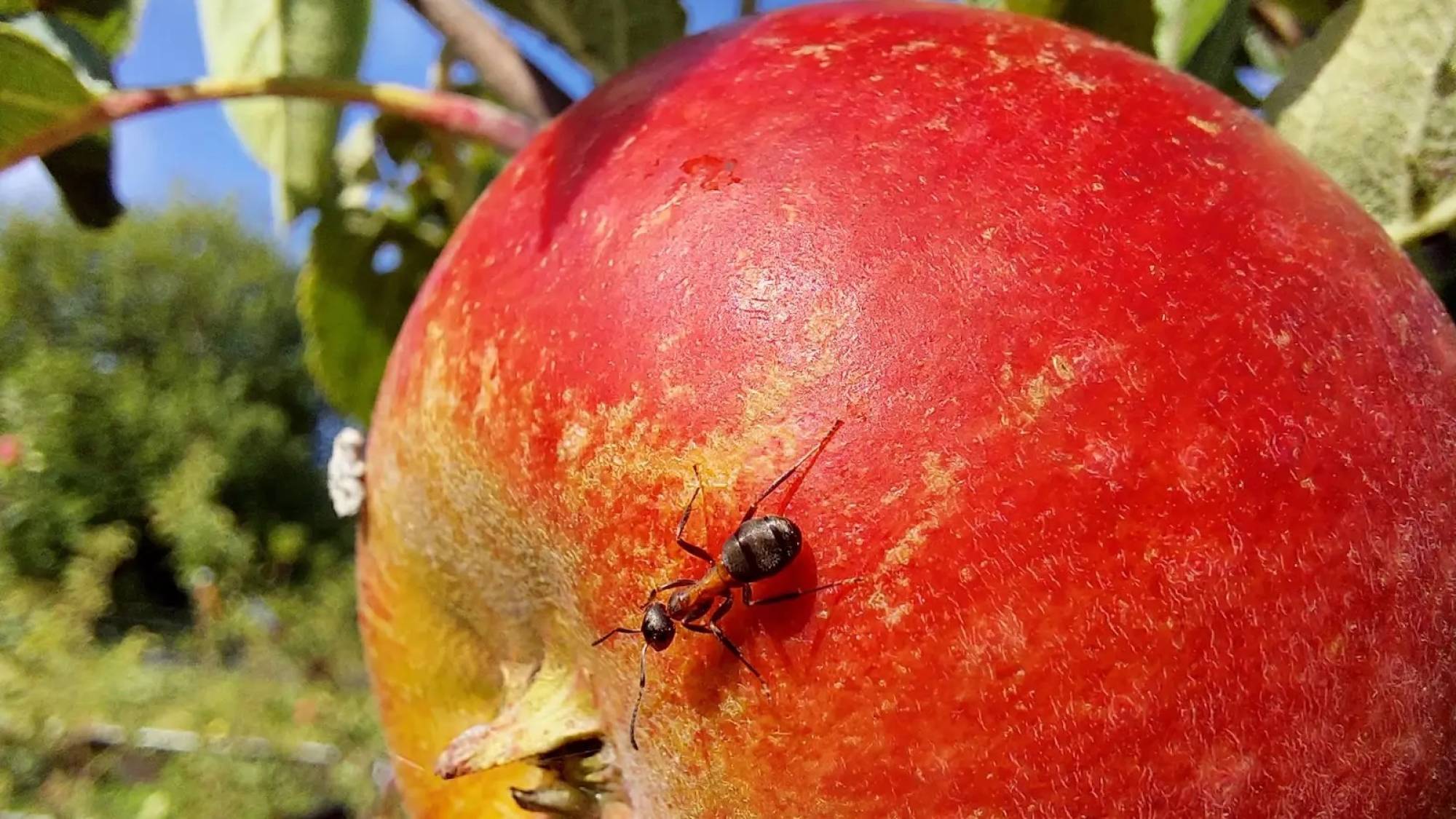 A Secret Weapon In Agriculture’s Climate Fight: Ants