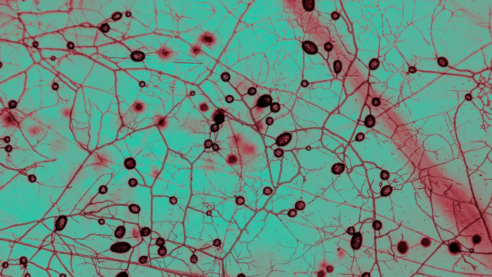 This unfathomably huge fungal network keeps Earth cool and green
