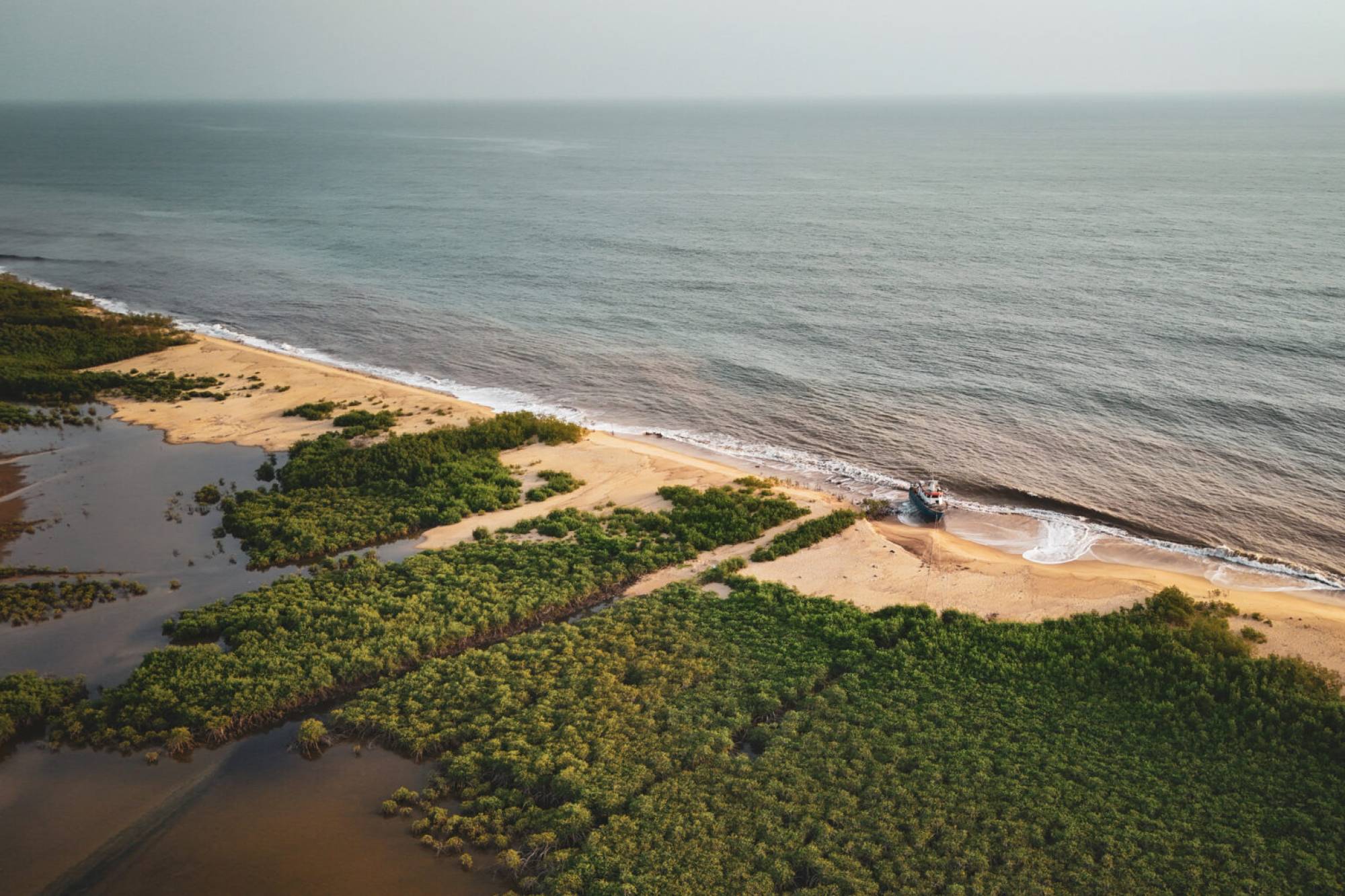Mangrove Forests Fight Climate Change—But Climate Change Is Fighting Back