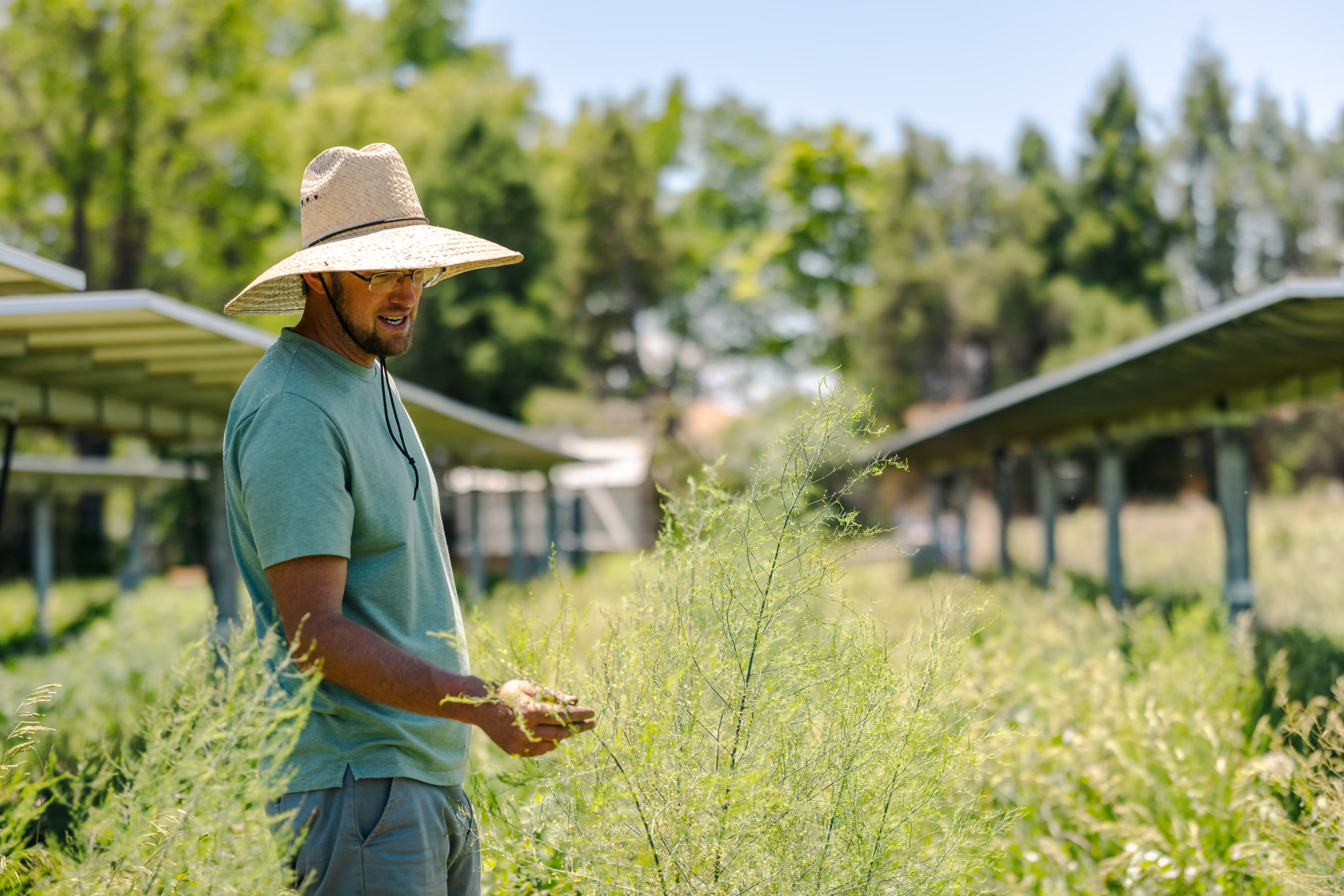 On a Colorado farm, solar panels bring shade for plants, power – and cash: in pictures