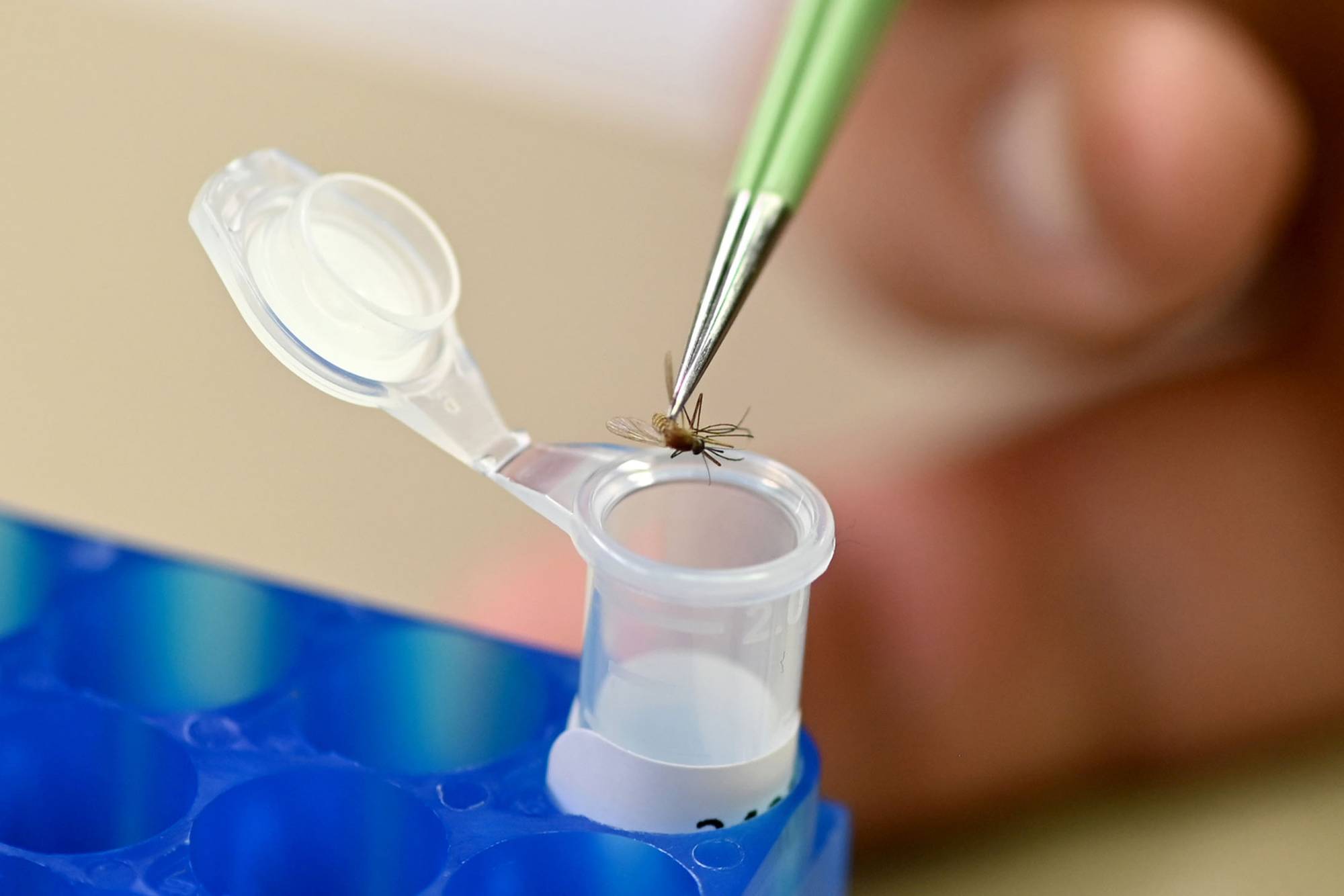 As Climate Change Expands Mosquito Ranges, Better Monitoring Is Key to Preventing Disease