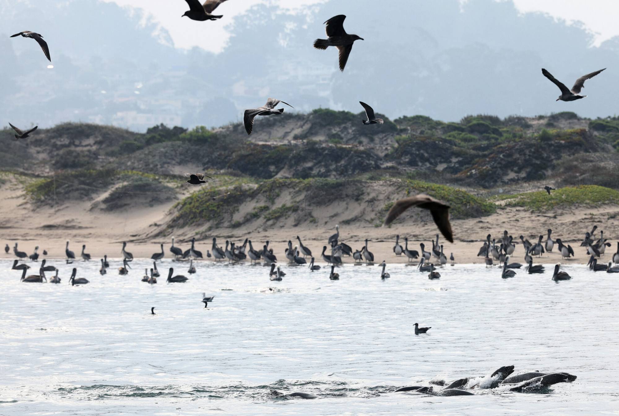 California Marine Sanctuaries Face Threats of New Trump-Backed Offshore Oil Leases