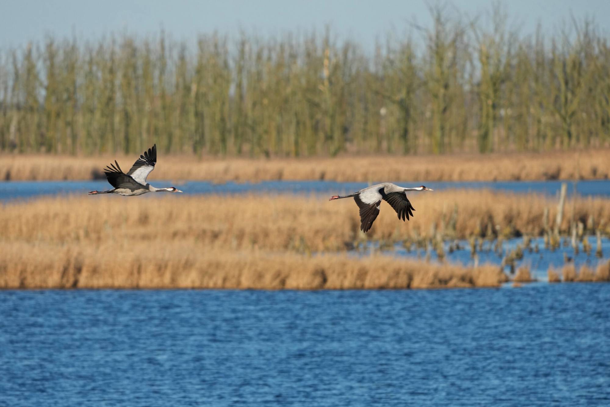 Revealing Europe’s Most Critical Wetlands