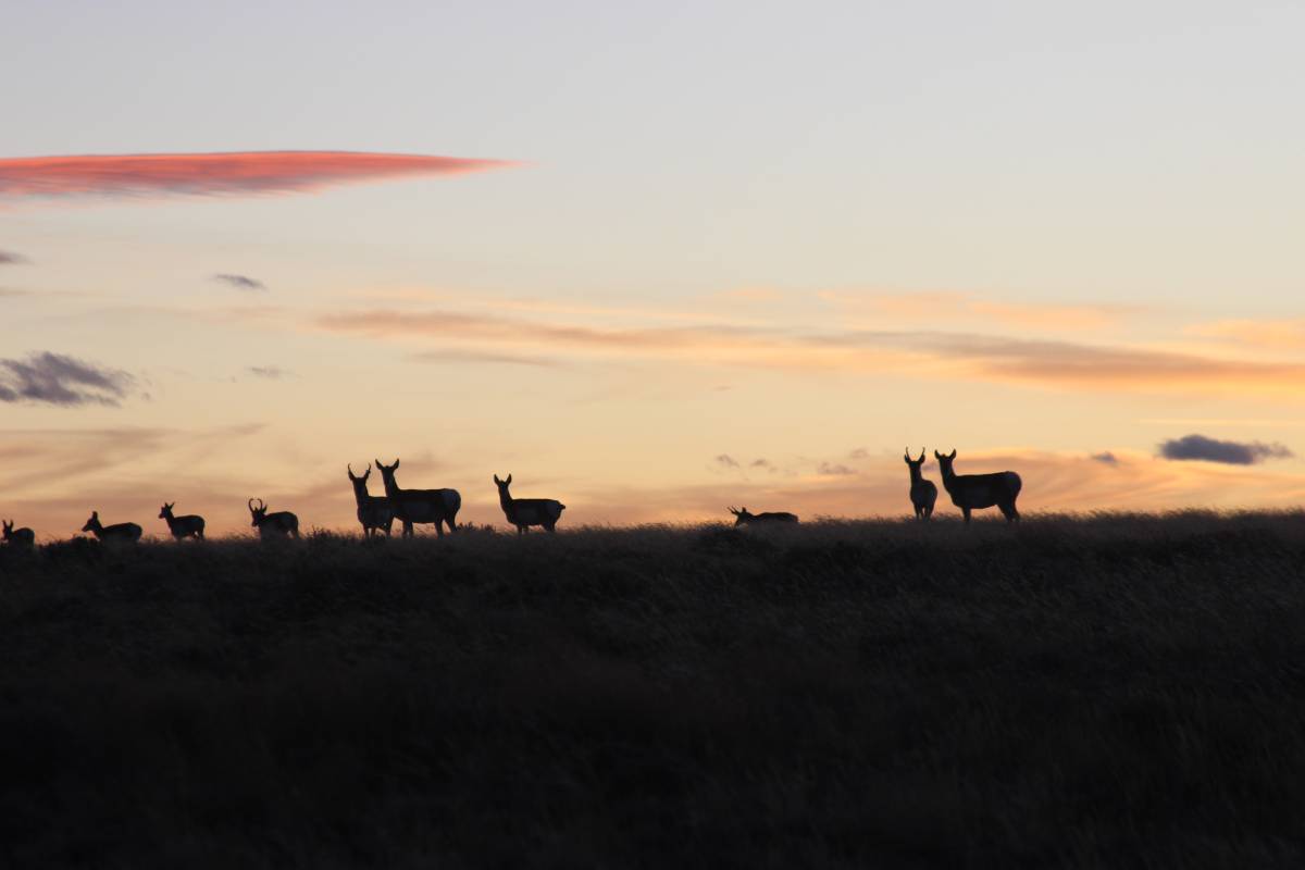 Did Climate Change Kill Thousands of Wyoming’s Iconic Wildlife