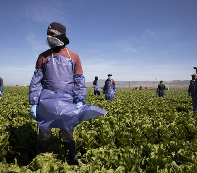 Farm laborers from Fresh Harvest working with an H-2A visa maintain a safe distance as a machine is moved on April 27, 2020 in Greenfield, California.