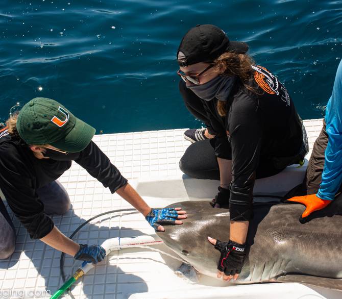 Chelsea Black (Univerisity of Miami Ph.D. student, left) and Laura McDonnell (right), secure a tiger shark in Miami in preparation for tagging (credit: Maria Geoly)