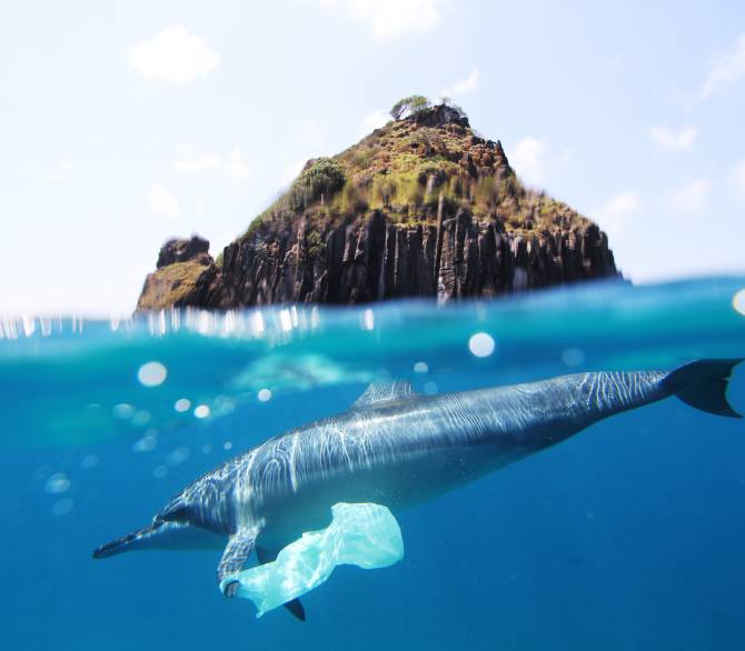 Dolphin holding a plastic bag; Getty Images