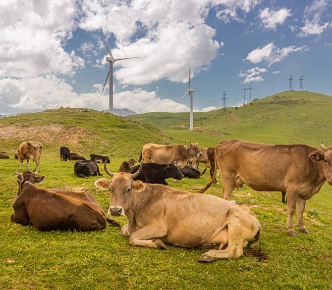 Cows and Renewable Energy; Getty Images