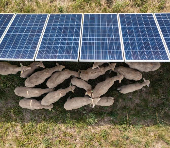 In some instances, sheep are better suited to maneuver around solar panels than conventional mowers and help reduce carbon emissions.