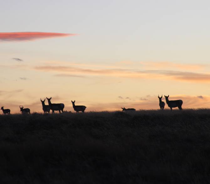 Wyoming pronghorns at sunset; Kristin Hugo