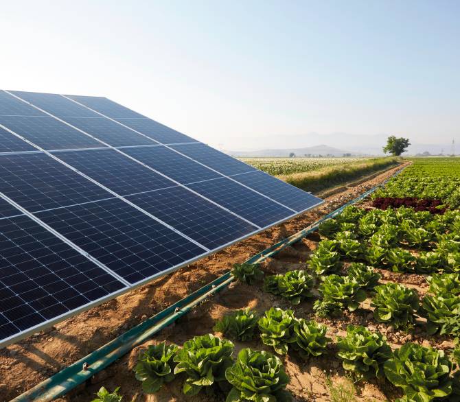 Solar Panels in a lettuce field