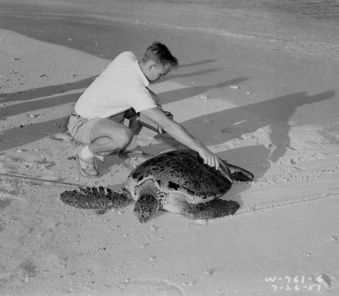 A U.S. Atomic Energy Commission photograph from July 26, 1957, showing an individual using a Geiger counter to examine a green sea turtle (Chelonia mydas) for potential radioactivity in the Republic of the Marshall Islands, likely from Enewetak Atoll.
