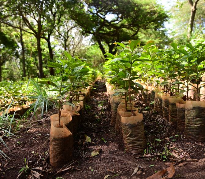 Coffee Nursery