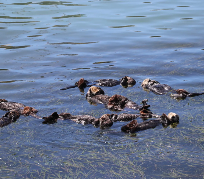 Southern sea otters rest on a bed of seagrass in Morro Bay, California. These sea otters play critical roles in natural food webs, keeping important ecosystems like kelp forests and seagrass beds in balance. 