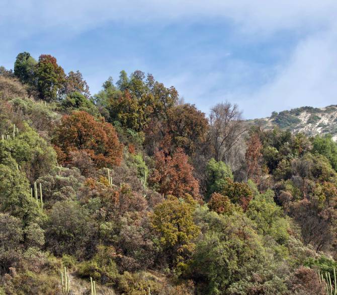 Since 2019, forest regions from the Chilean Coast to the Andes Mountains have turned brown as leaves lose their green color. 