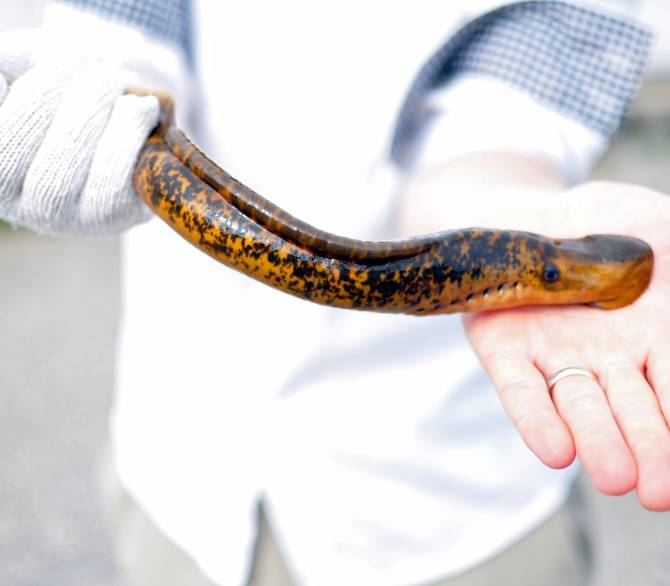 The Great Lakes sea lamprey control program is tasked with targeting the invasive eel-like fish that threatens fish across the region. Credit: A. Miehls/Great Lakes Fishery Commission