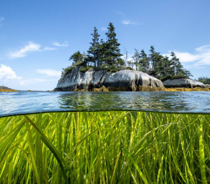 Eelgrass and Island at Owls Head 