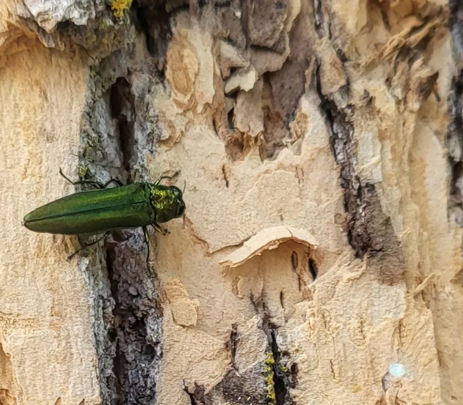 Today, the emerald ash borer has spread to 36 states and killed hundreds of millions of ash trees in North America. It is in all 72 Wisconsin counties. 