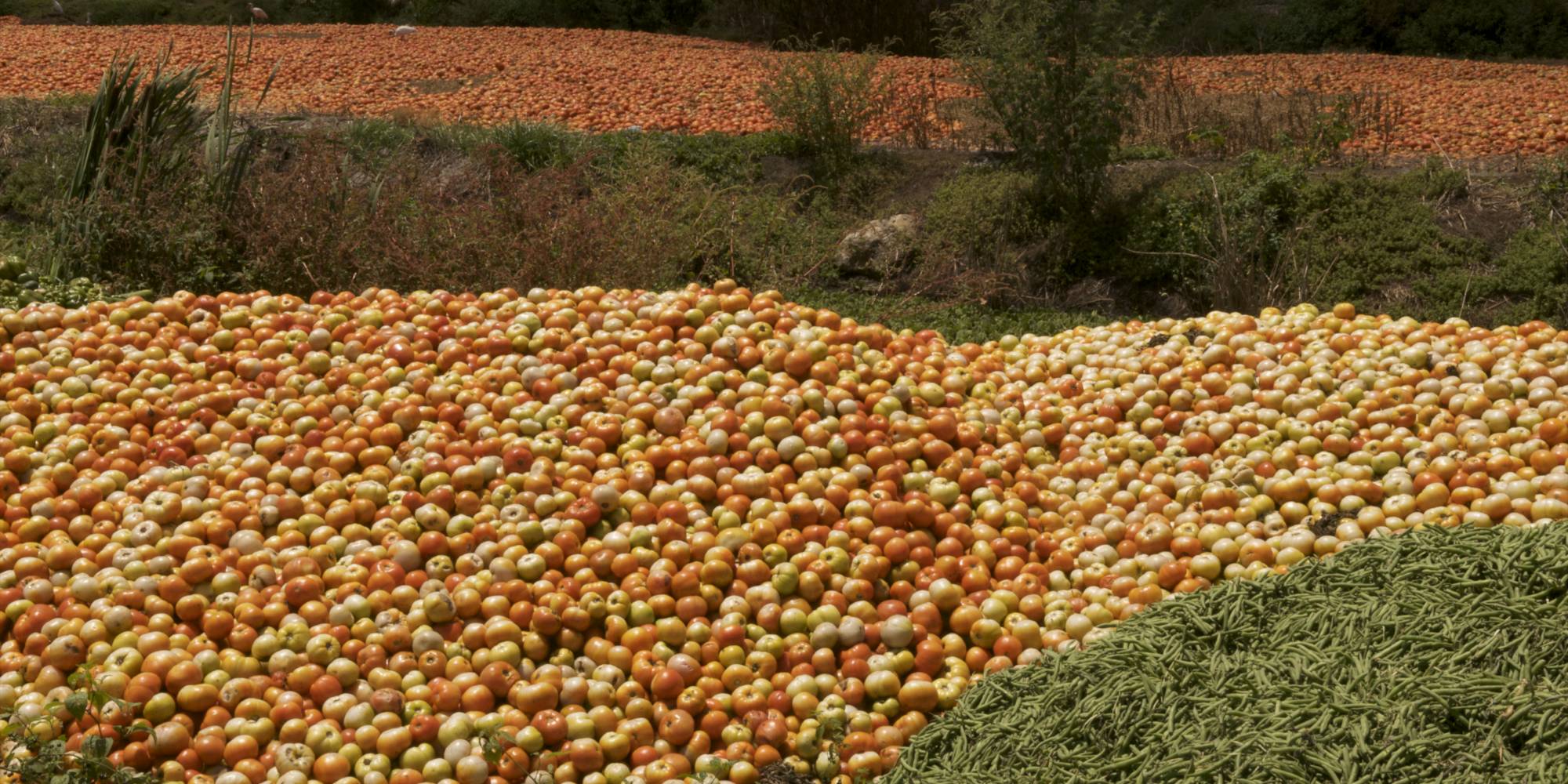 A vast field of piles of rotting tomatoes and green beans in Florida.
